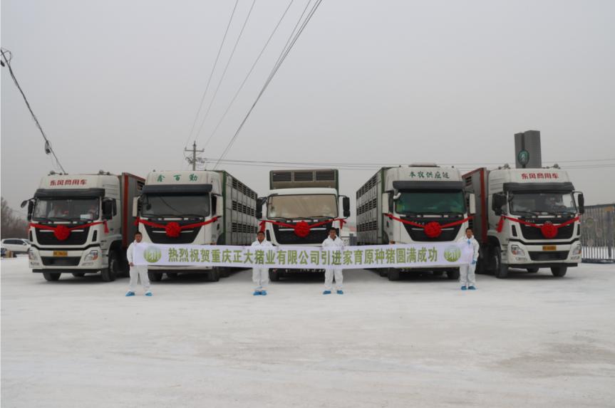强强联姻!3600头家育系*猪种**落户重庆正大,为猪业复产添动力