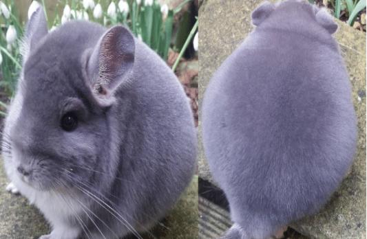 龙猫像老鼠为什么叫猫,像猫又像仓鼠一样的动物