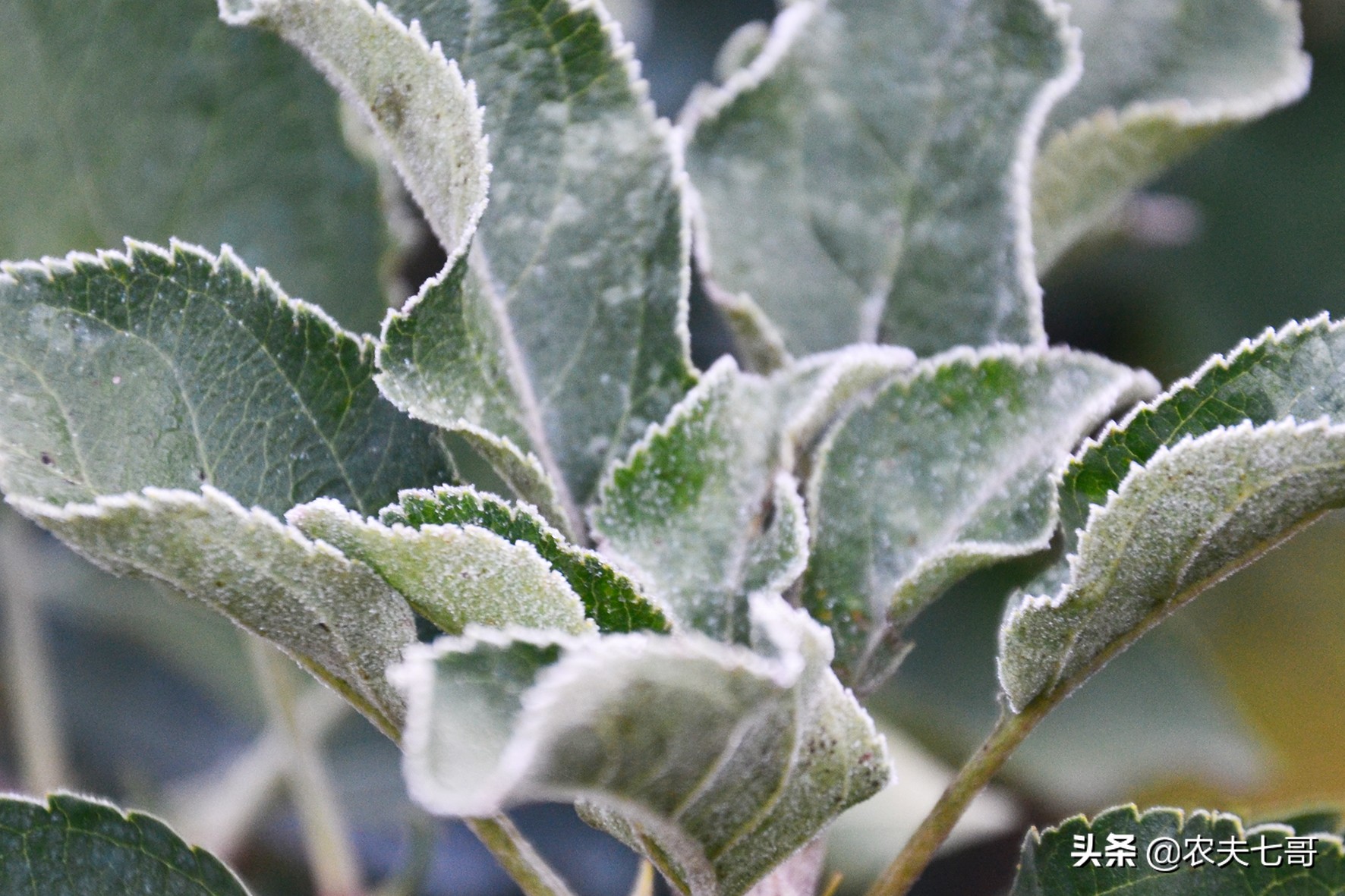 苹果表面质量提升（一）：苹果星点放大的原因及防治措施