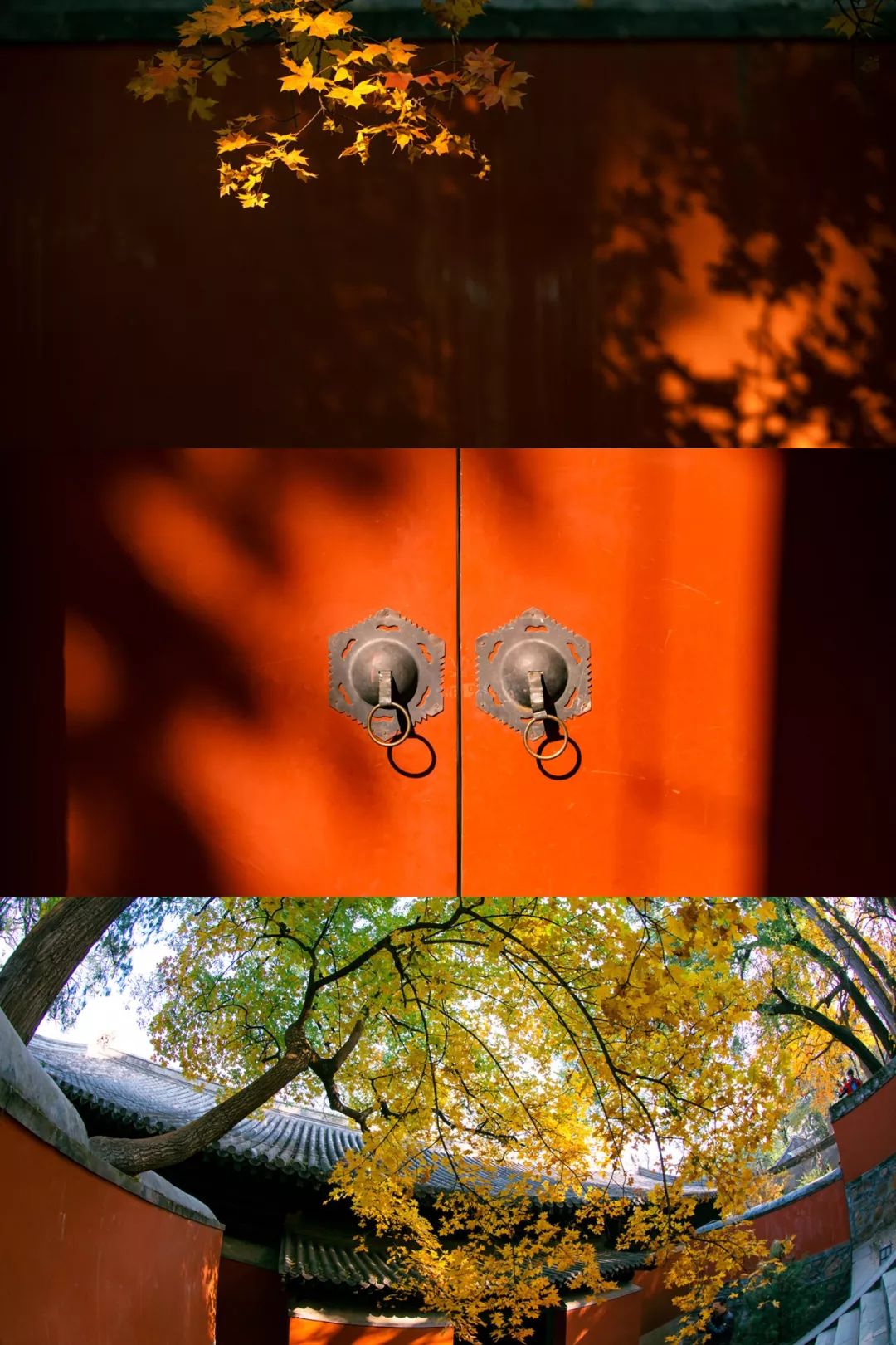 大觉寺里面的猫,大觉寺秋色