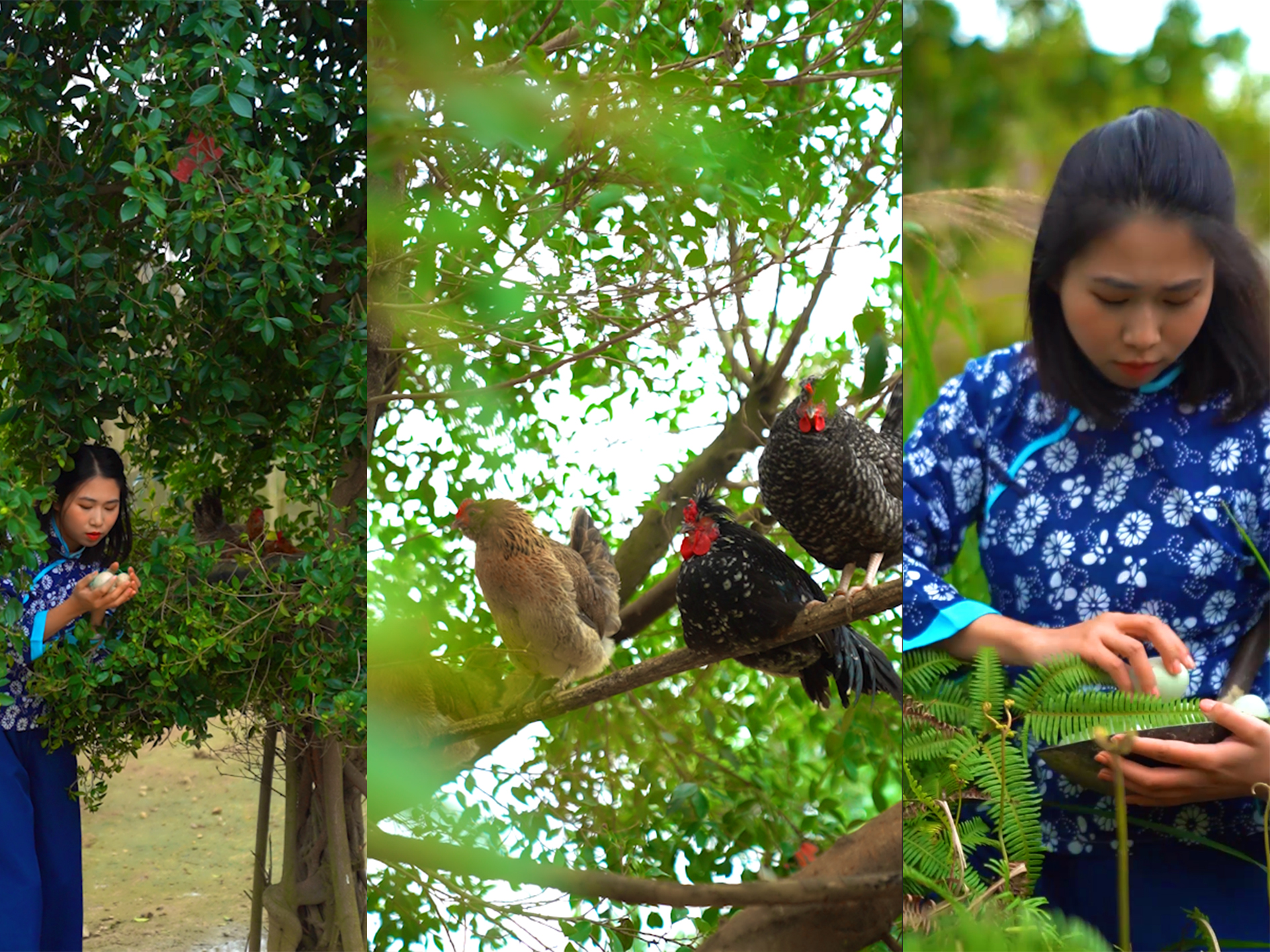 五黑鸡正宗散养,散养的黑乌鸡