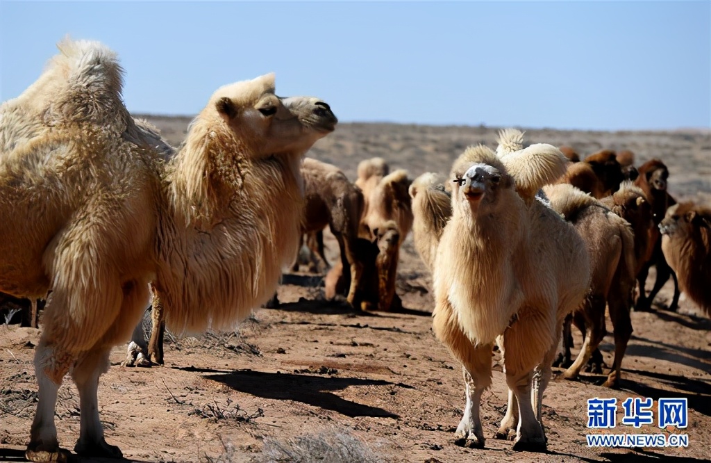 万里黄沙，波涛如怒，谁建起这条横贯中国的壮阔公路？