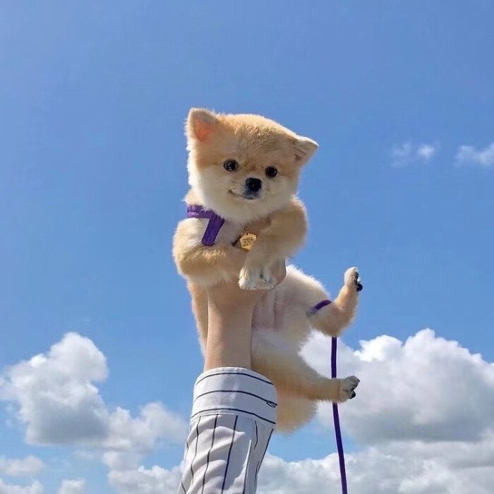 狗狗尿液颜色红褐色是什么原因,狗狗突然尿液颜色褐色