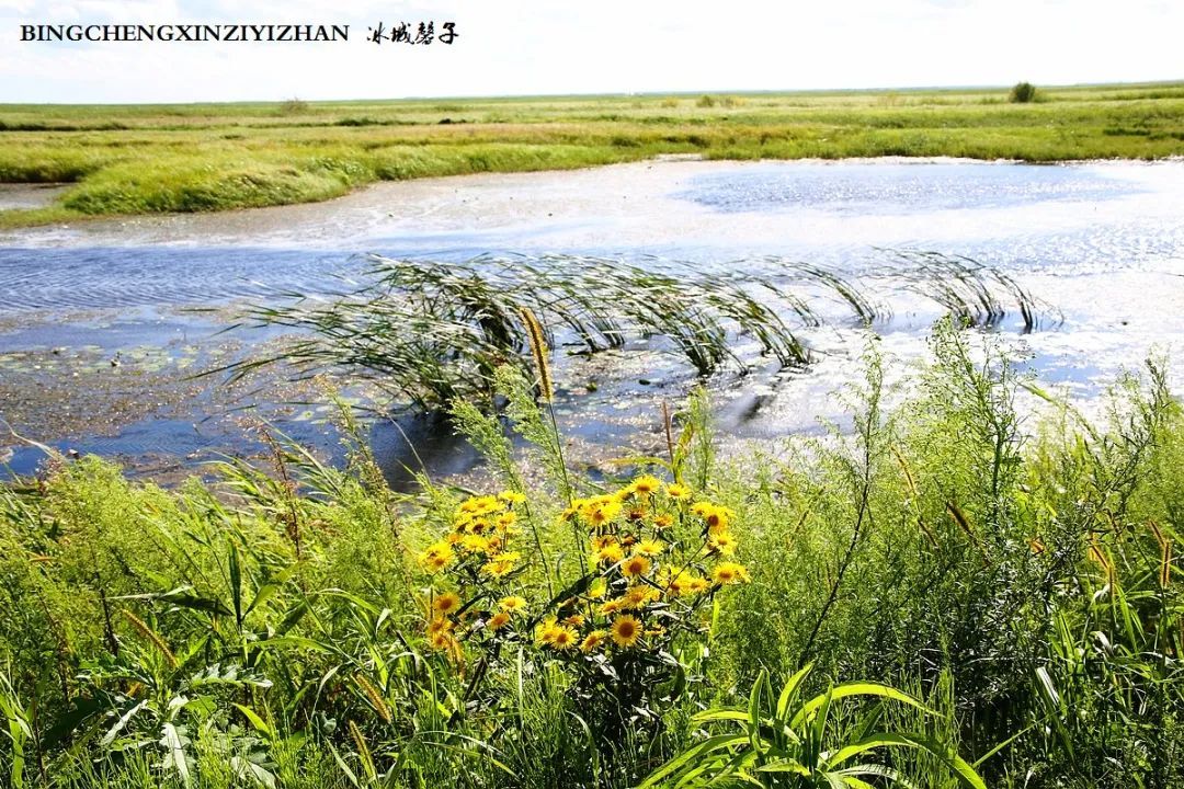 再返富锦，为着那份飘着稻花香的“湿”意约定