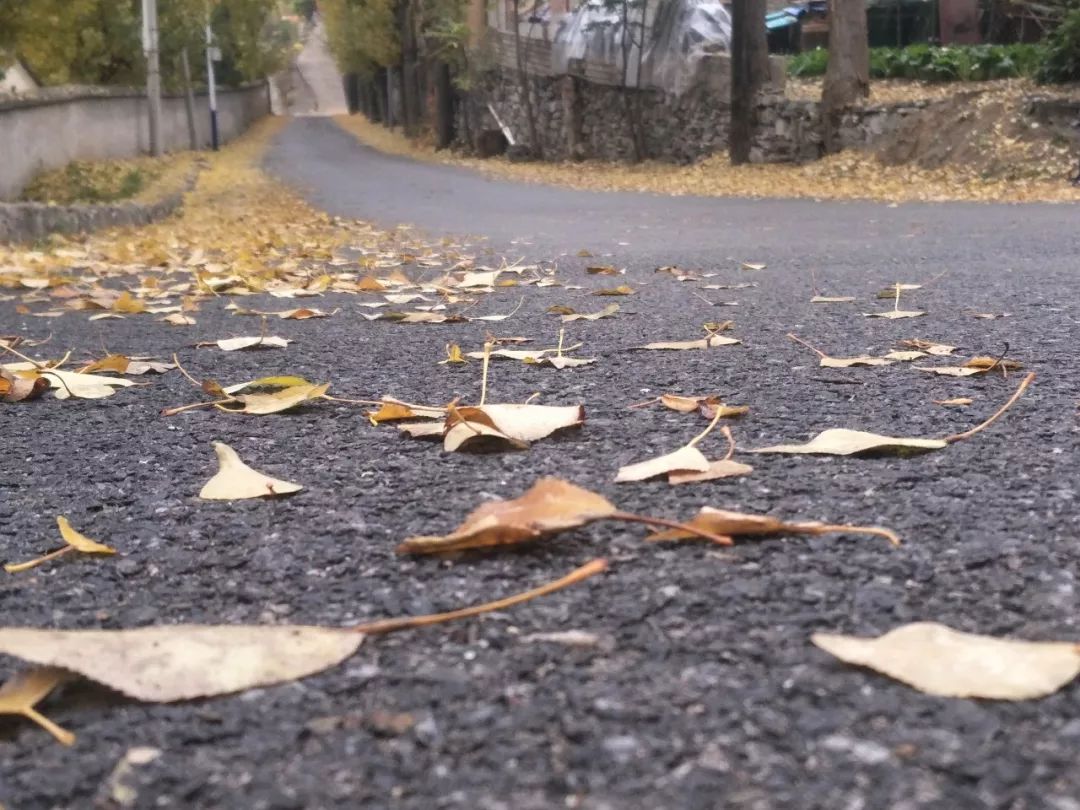 房山南北梯摘柿子,冬天去清凉山摘柿子