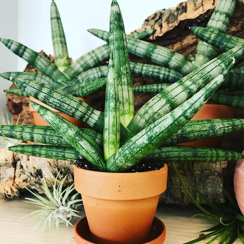 佛手花有哪些寓意,佛手花有什么寓意和象征