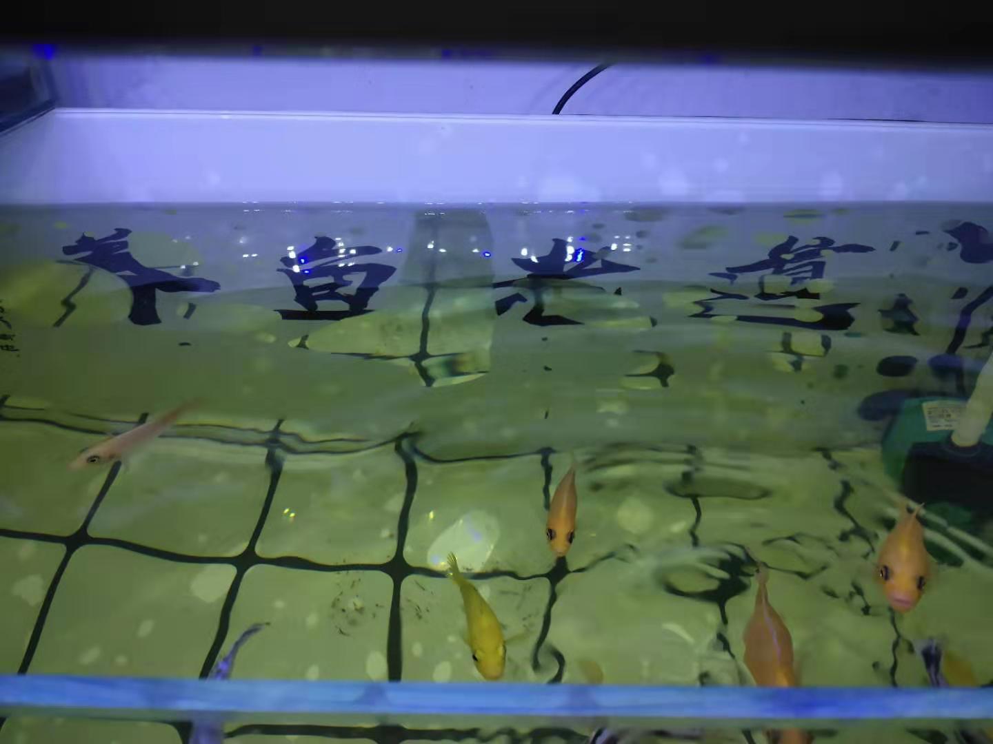 水体过肥对鱼有影响吗,肥水过多怎么解决水质问题