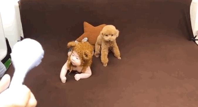 养了10年的狗狗咬主人,领养的泰迪咬人多次还要继续养吗