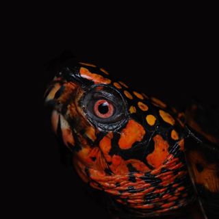 黄缘闭壳龟和东部箱龟谁的成体大,黄缘和箱龟哪个互动性更好