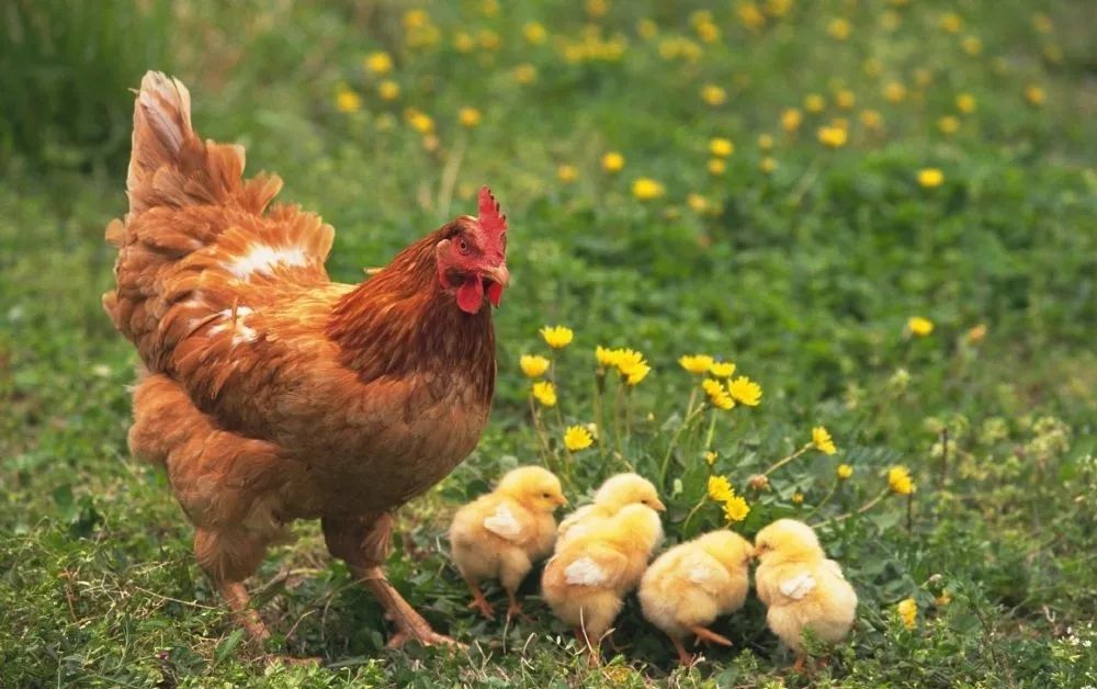 儿童农场建立,给孩子打造农场