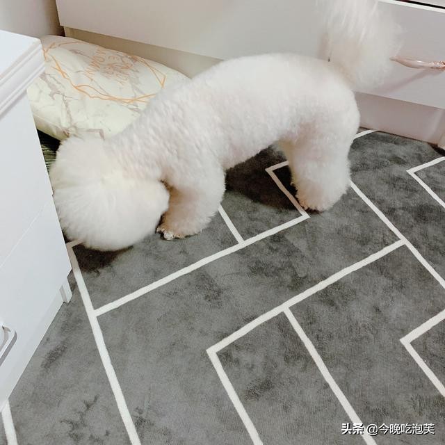 比熊狗狗的泪痕怎么消除,比熊狗狗去泪痕药