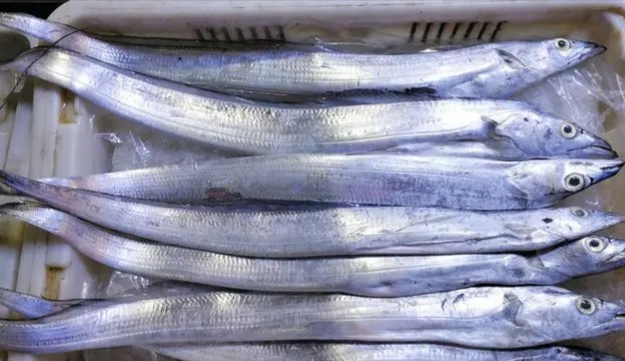 带鱼什么季节吃最好吃,又到吃小鱼的季节