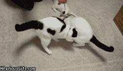 有猫的家庭如何清理电脑,有猫咪家庭床铺怎么隔绝猫毛