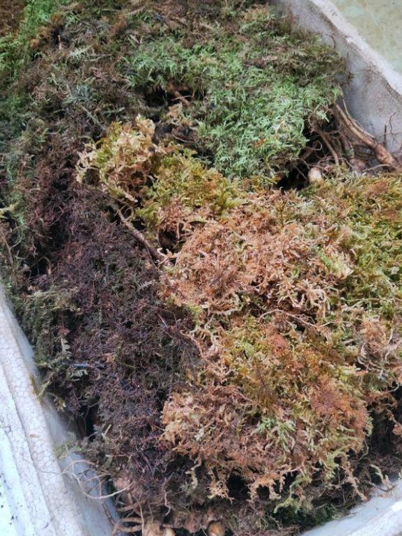 人参怎么储存干参,鲜人参收到货如何保存