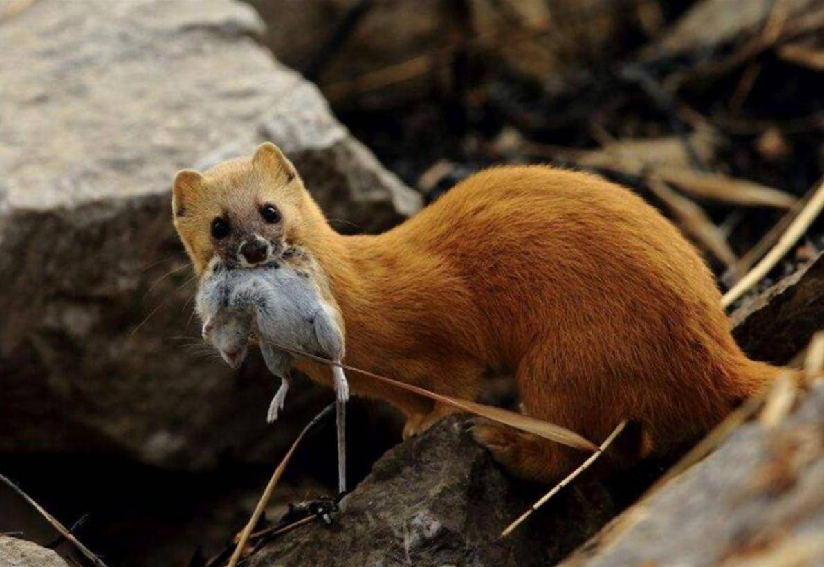 为什么长辈说黄鼠狼不能杀,黄鼠狼为什么不能杀科学依据