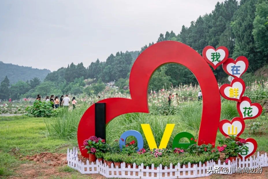 芙蓉千亩花海,芙蓉花花海