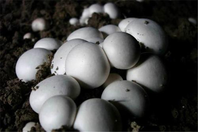 蘑菇栽培技术和管理,蘑菇栽培技术指导视频