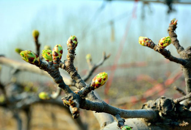 磷酸二氢钾讲解,最全磷酸二氢钾使用技术