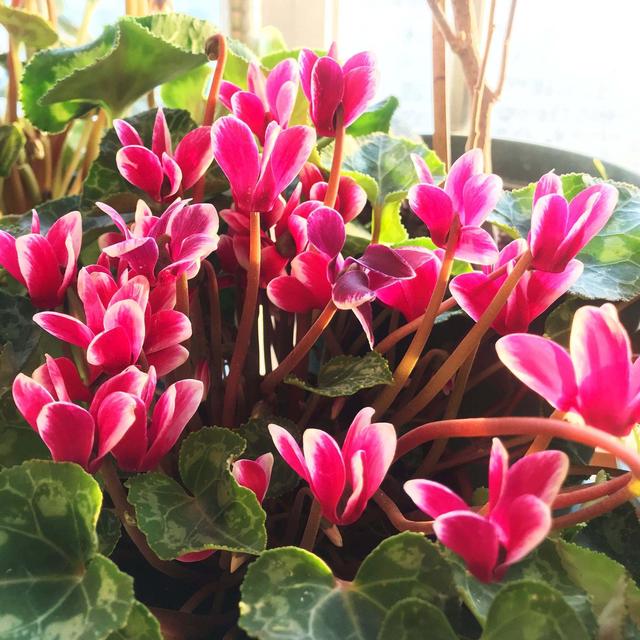 仙客来黄叶怎么补救视频,刚买回来的仙客来叶子发黄怎么办