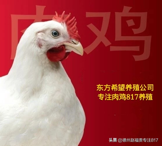 春季817肉鸡通风方式,817肉鸡第一天最佳湿度