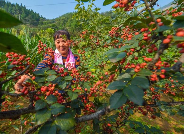 细菌病害特效药大全,防细菌病害的药剂