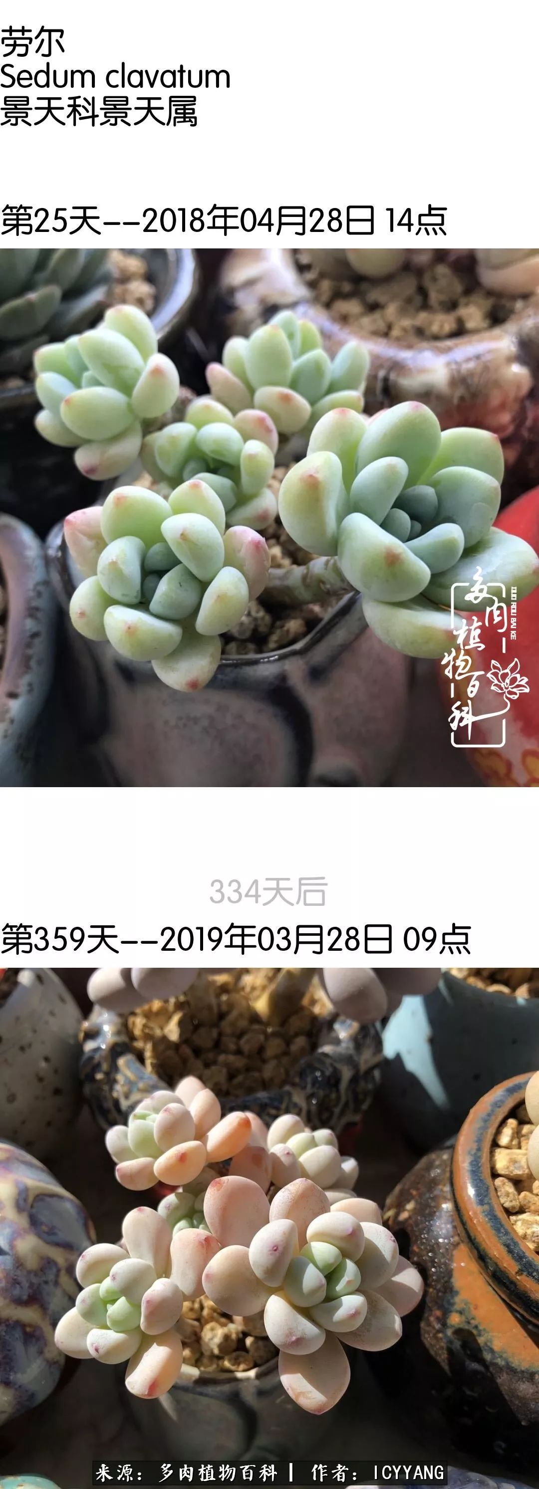 多肉隔着玻璃晒太阳效果好吗,隔着玻璃养的多肉照样长得好