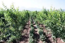 农村有什么好的创业项目见效快,当下最适合农村创业的生意有哪些