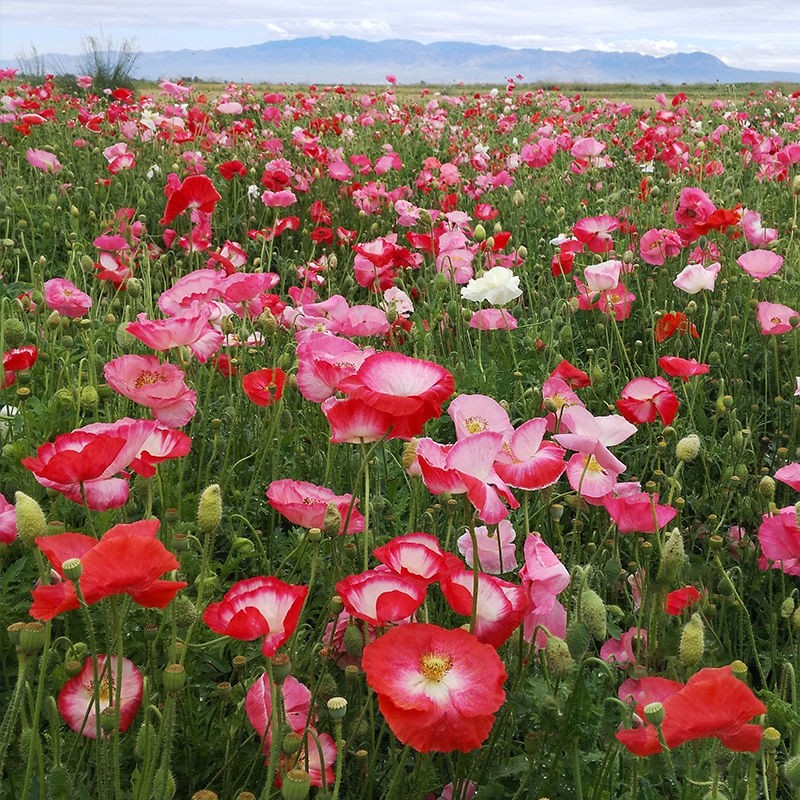 “论斤卖”的10种花卉种子，花海都种它，“靠天吃饭”就能活