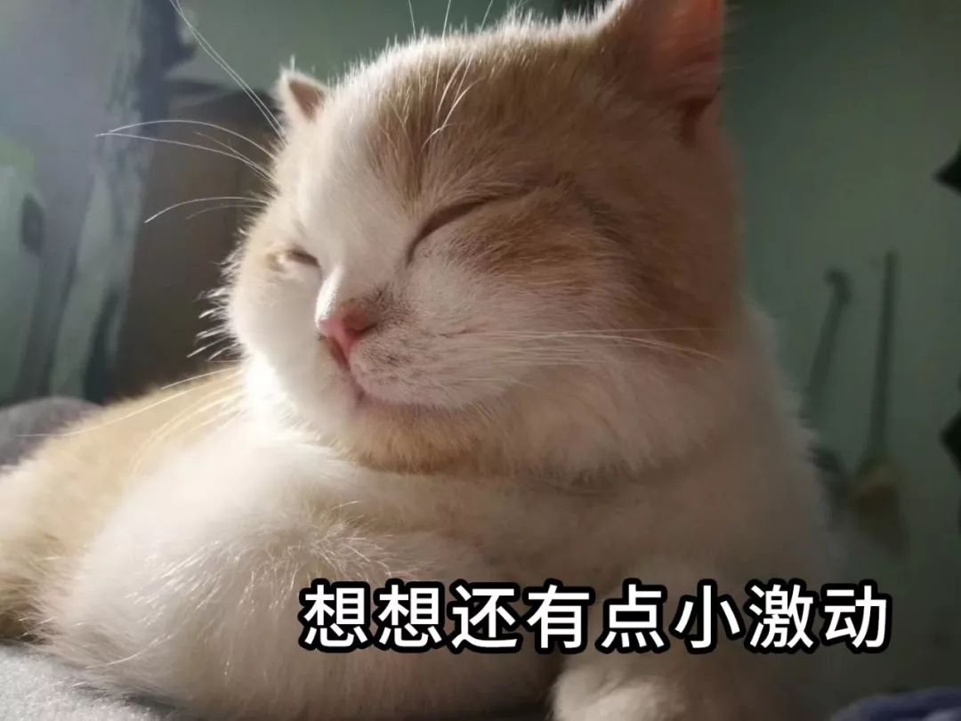 绿城疯了，这次真的疯了