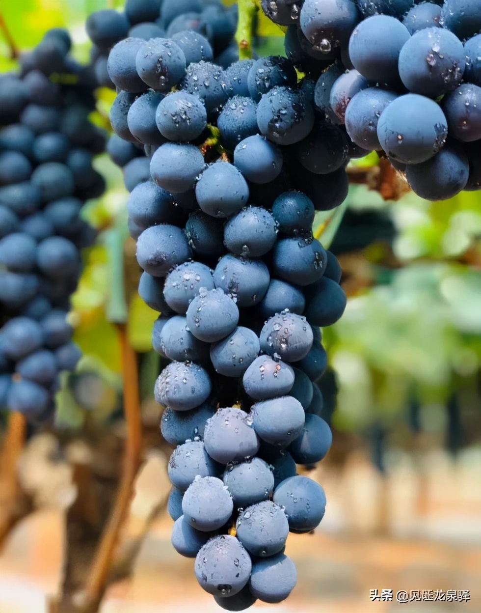 龙泉驿区都有哪些村,龙泉驿村