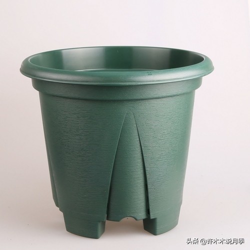 地栽月季水浇多了烂根怎么补救,藤本月季大苗烂根快速恢复方法