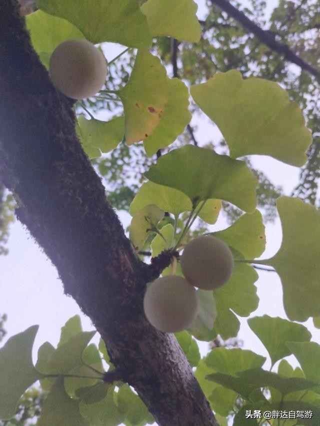 成都哪里可以避暑看萤火虫,成都周边露营看萤火虫哪里最合适