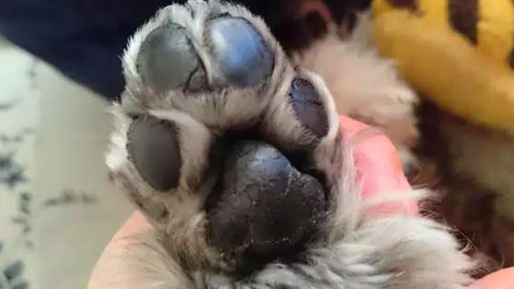 我家狗居然有脚臭！这要怎么办