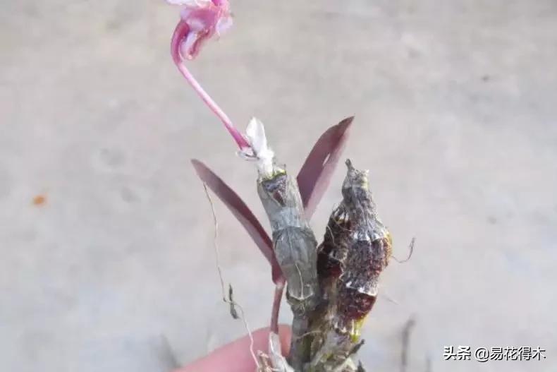 条状石斛和钉状石斛的区别,翅梗石斛与黑毛石斛的区别