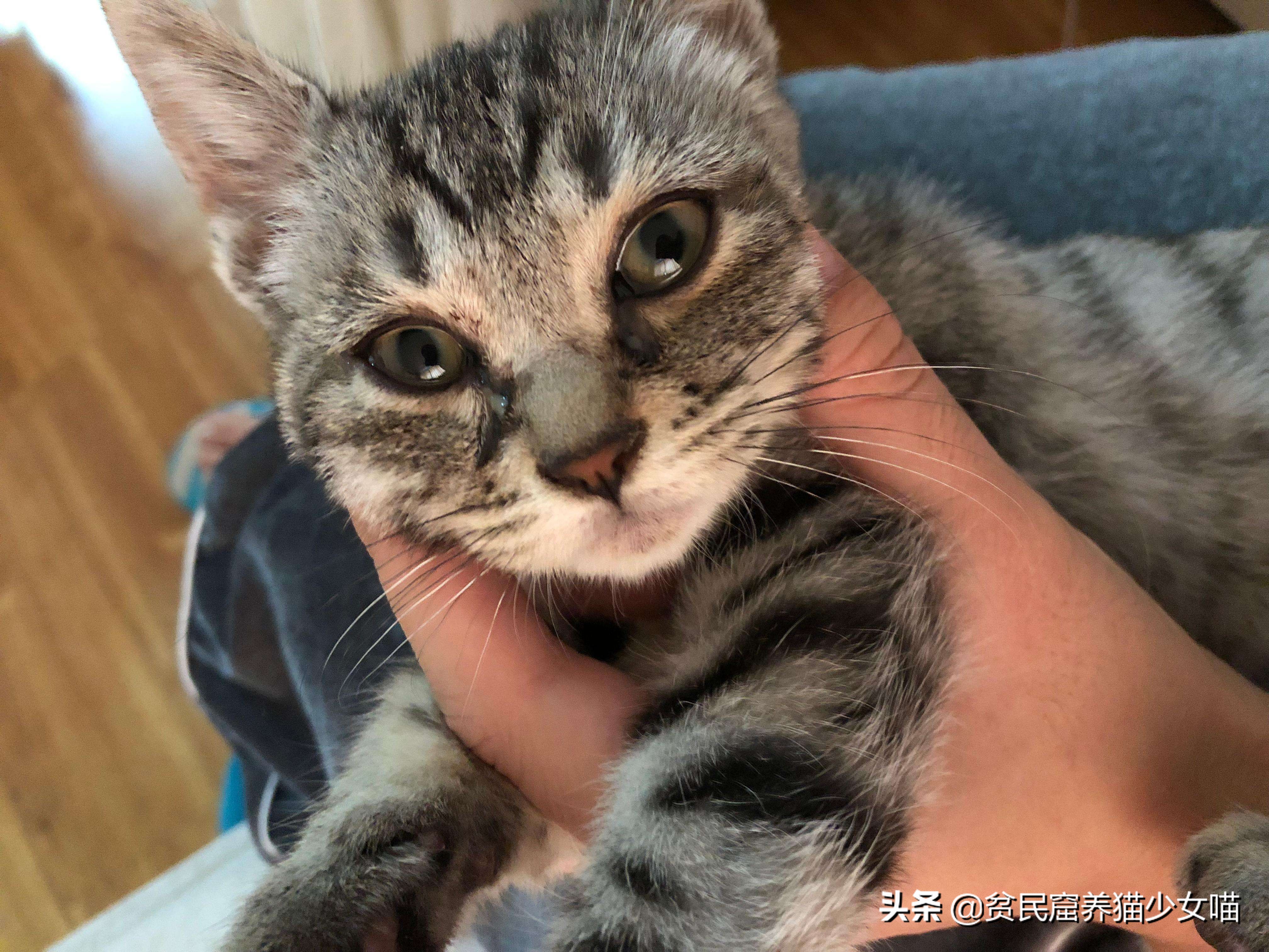 猫咪黑下巴抹红霉素软膏还是眼膏,猫咪黑下巴到底怎么治