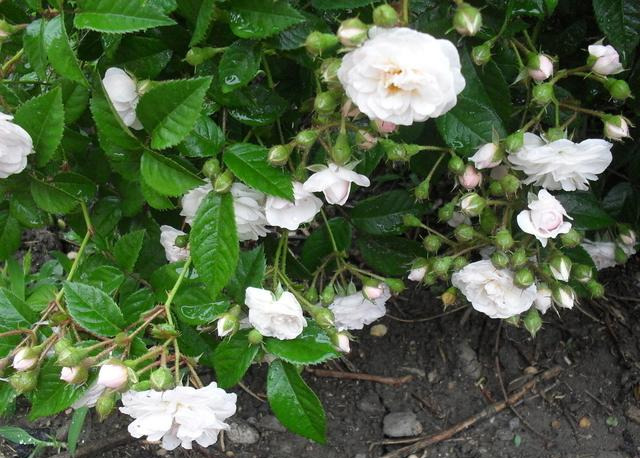 真正的月季花苗,最便宜的月季苗