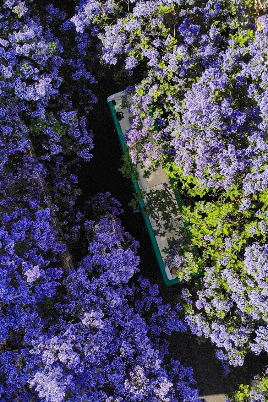 被大理丽江掩盖风头又怎样？它才是云南No.1！5月它太美了