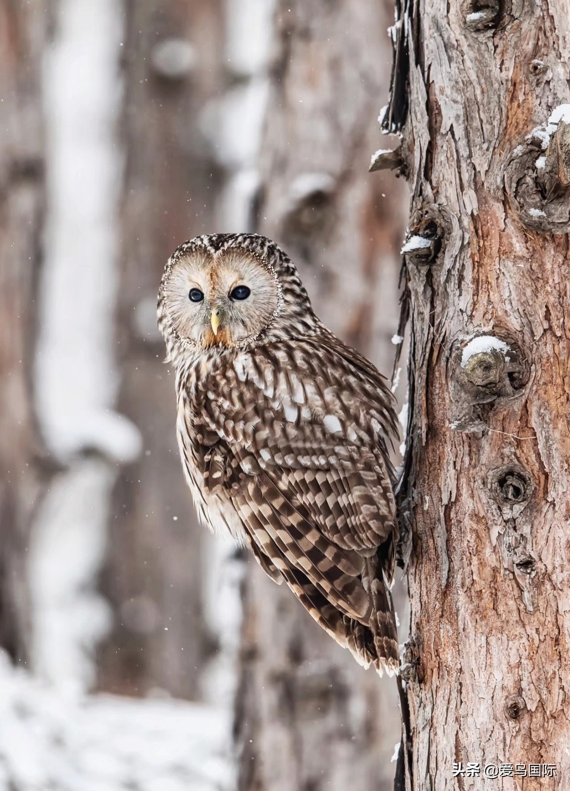 观鸟大年作品集,观鸟大年完整版