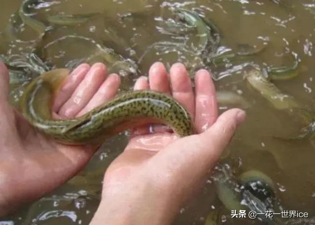 养殖泥鳅的市场价格是多少,泥鳅养殖现在什么行情