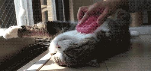 不管是黑猫还是白猫,大猫小猫都是猫