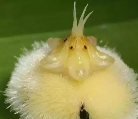 世界顶级奇花异卉,最美奇花异卉