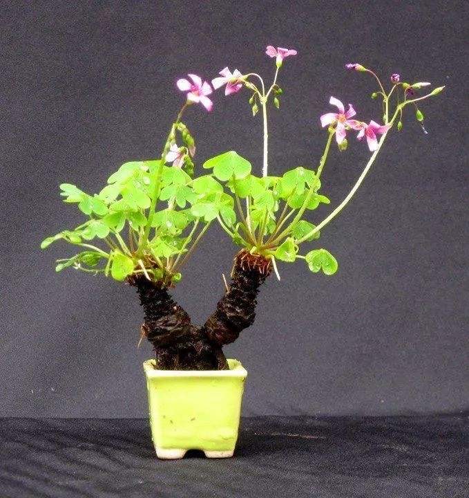 普通三叶草也可以养老桩,三叶草怎么养成盆景