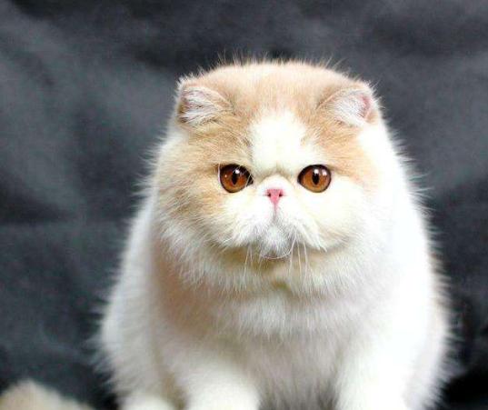 新手第1次养猫推荐猫品种,新手养猫选择哪些猫品种