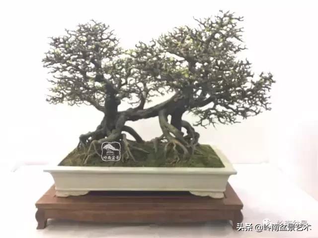 最美的100盆雀梅盆景,雀梅盆景第一年修剪视频