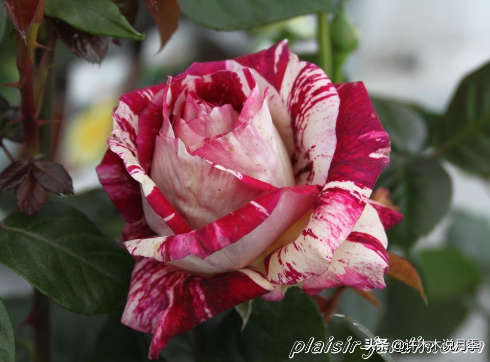 前一段时间买的月季不开花怎么办,月季不开花怎么区分开花颜色