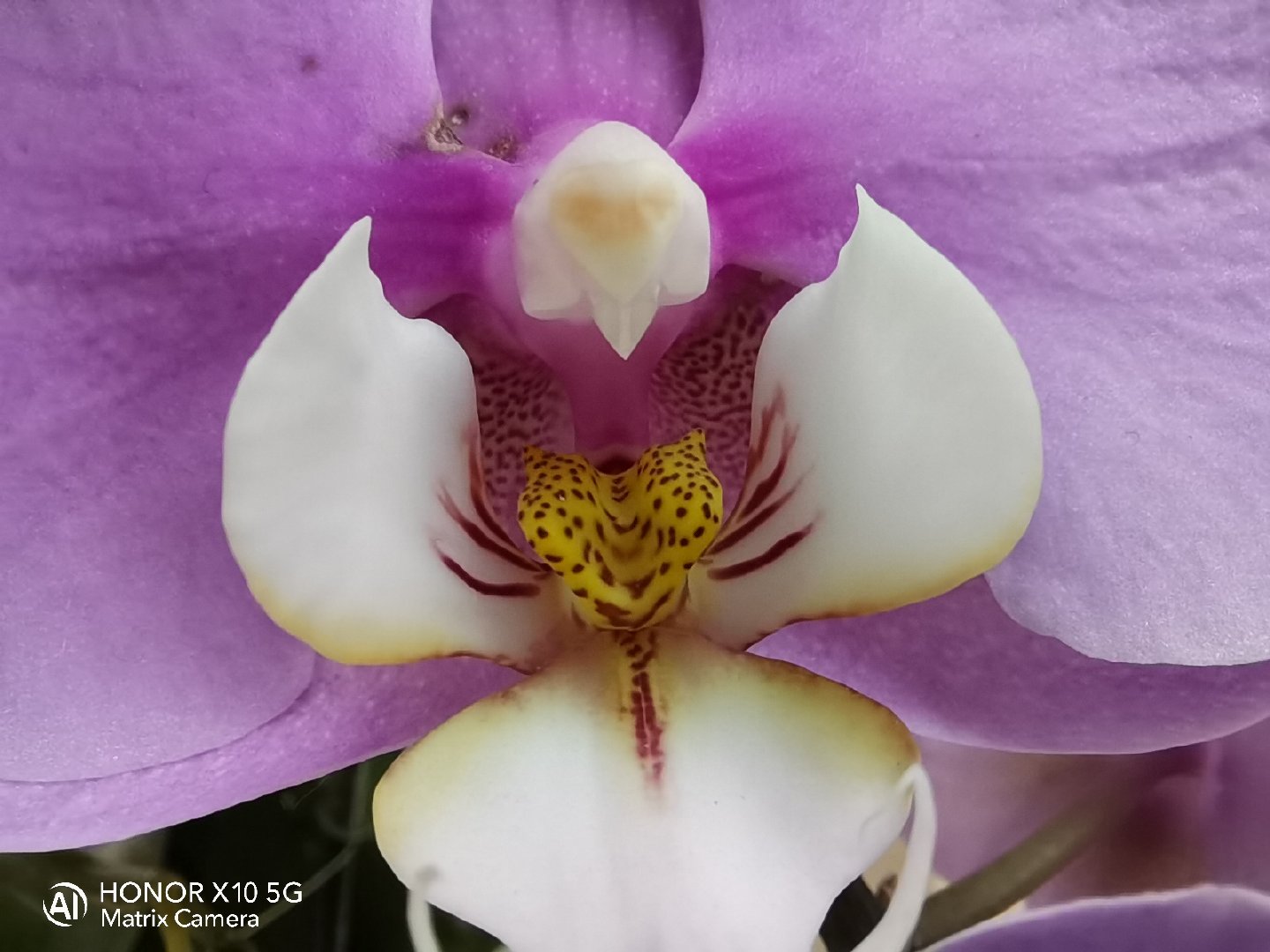 荣耀x10掀起5g风暴,荣耀x10max超能大屏5g