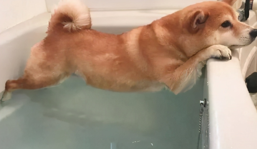 狗狗为什么抗拒洗澡,狗狗为什么抗拒在卫生间上厕所