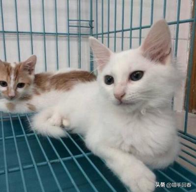 铲屎官别吓猫,给猫咪铲屎闻到气味会得病吗