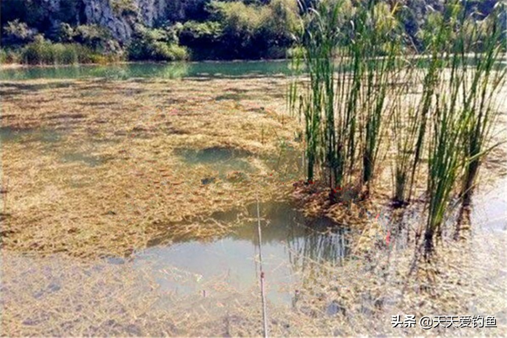 春钓鲫鱼如何避开小鱼,春天钓大鲫鱼方法与技巧