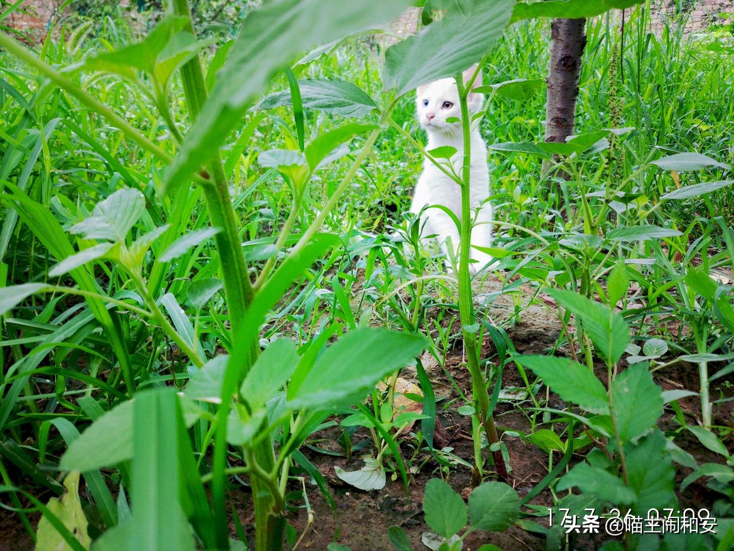 猫咪体外驱虫虫子死掉还是驱赶走,猫咪驱虫新手入门教程
